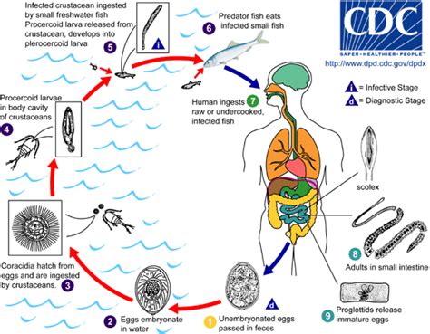 Tapeworm-Diphyllobothrium latum