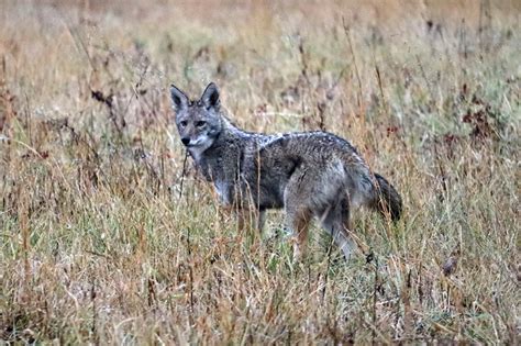 6 Sneaky Coyote Tactics to Separate Yourself From Pack | Best Air Rifle ...