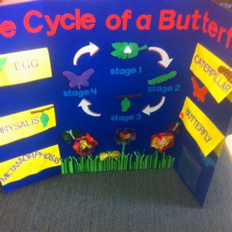 The Cycle Of A Butterfly Display In An Office Cubicle