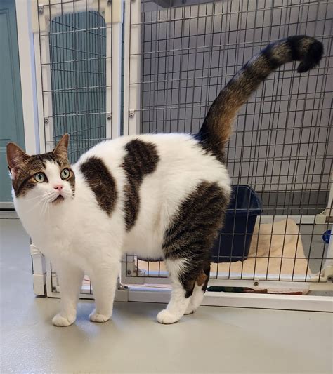 medfield animal shelter 6