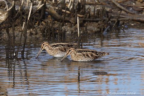 Bécassine des marais Gallinago gallinago Common Snipe Flickr