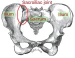 What is the SI Joint? – My Sacroiliac Joint Saga