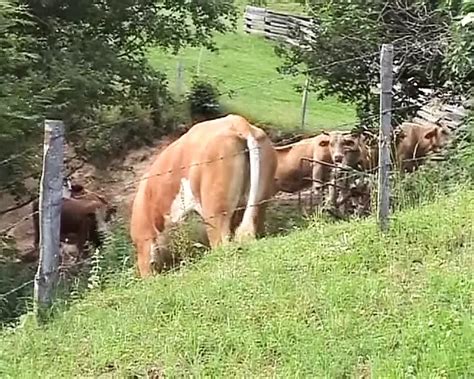 Busty German Blonde Tied Up And Fucked Hard Countryside Amateur Amateur Porn XHamster