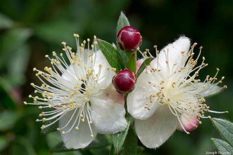 Myrtus Communis ‘microphylla Le Jardin De Papi Jo