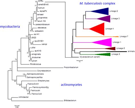 Phylogeny Of M Tuberculosis And Related Actinomycetes The M