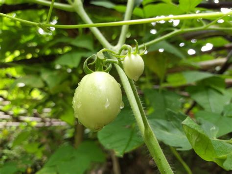 Tomato Food Free Photo On Pixabay Pixabay