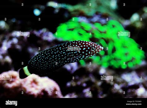 White Spotted Wrasse Melanurus Anampses Stock Photo Alamy