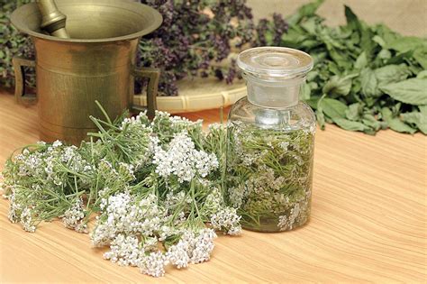 Средства для защиты комнатных растений от белокрылки в домашних условиях