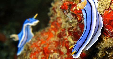 21 Of The Most Poisonous Sea Creatures and Deadly Ocean Animals