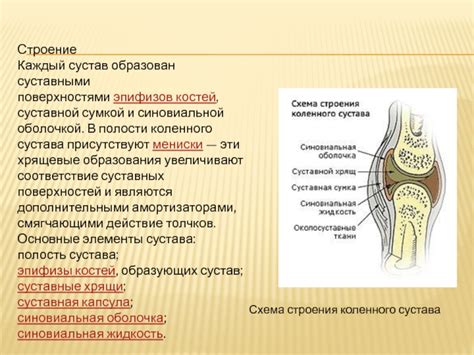 Строение суставов