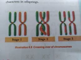 SOLVED: crossing over of chromosome