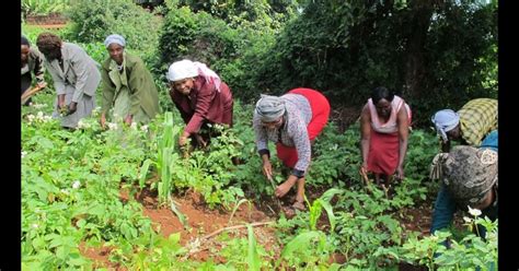subsistence agriculture farming  family survival