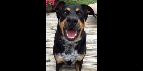 how to teach your dog to whisper