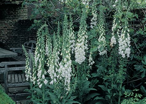 Foxglove Weed Control Foxglove Seeds From Swallowtail Garden Seeds