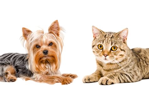 Breeders are debating the best images of yorkshire terrier dogs 22