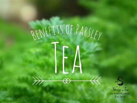 Three Promising Health Benefits Of Parsley Tea Shelgo Tea