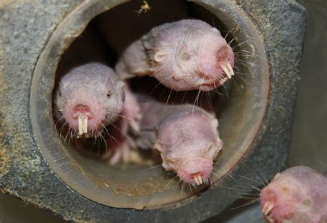 How Naked Mole Rats Can Survive Without Oxygen For Minutes Live