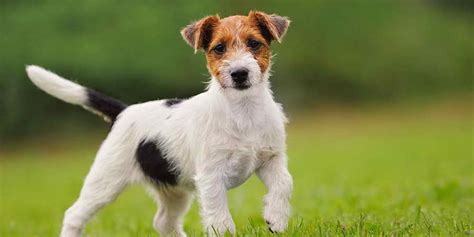 Jack Russell Terrier Allergies