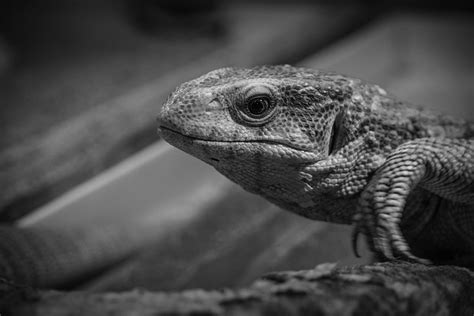 200 000 Free Black And White Nude Woman Images Pixabay