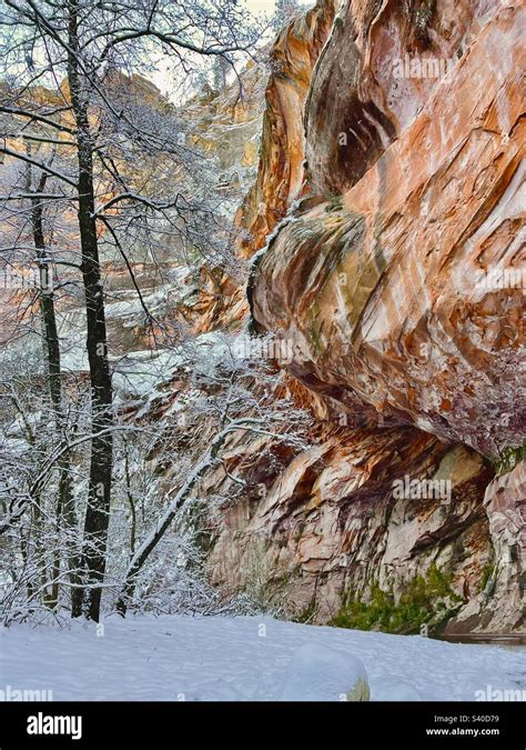 Lacy Towering Snow Frosted Tree Branches Red Rock Cliff Face Fresh Snow Red Rock Secret