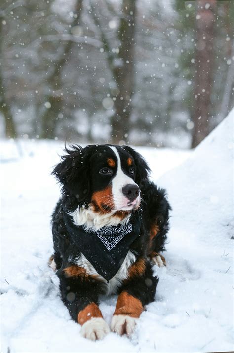 Bernese Mountain Dog Names | Top Dog Names