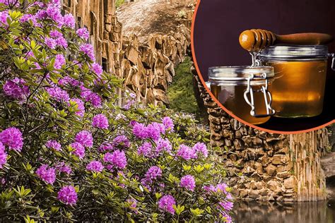 Mad Honey: The Rare Hallucinogen From The Mountains Of, 58% OFF