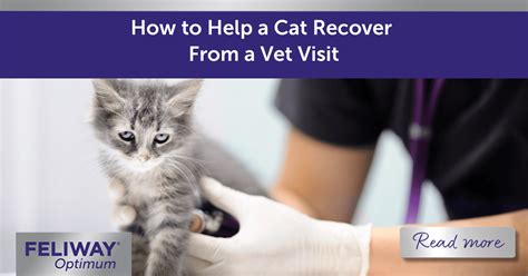 cat recover   vet visit
