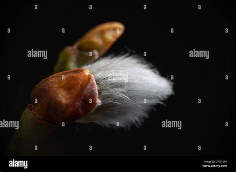 Extreme Close Up Photo Of Pussy Willow Catkin Macro Photography Goat Willow Tree Stock Photo