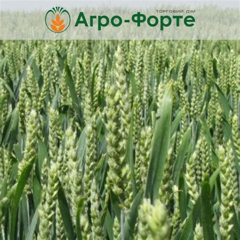 Продам ОЗИМА Пшениця ТОБАК — Agrotorg