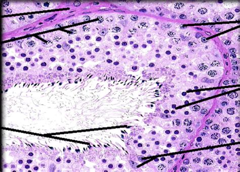 Histology Of Seminiferous Tubule Diagram Quizlet