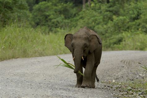 Dwarf Elephant Pet