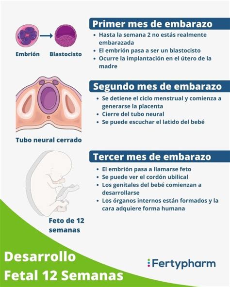 Por Qu El Primer Trimestre De Embarazo Es El M S Importante