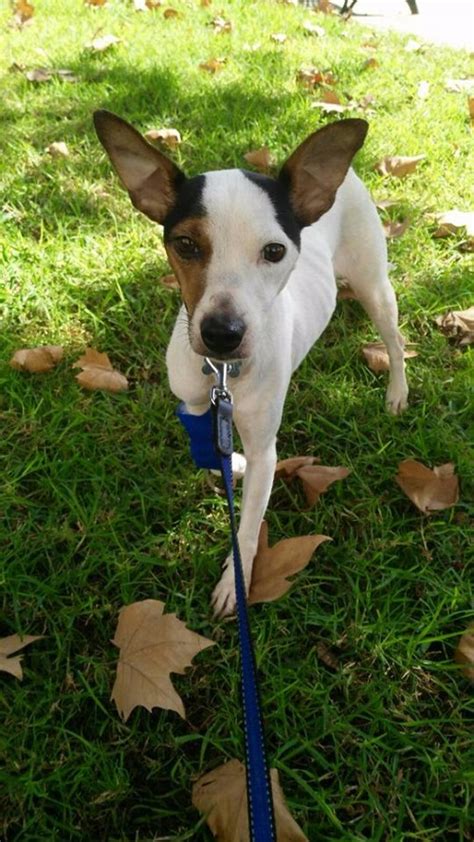 Sobrevive de milagro una perrita abandonada a la que habían metido objetos en su vagina