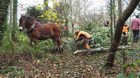 Op Ration De D Bardage Cheval Des Marais De La Gu Nardi Re D Cembre