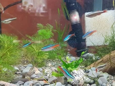 How Many Neon Tetras In A 10 Gallon Tank Aquarium Tip