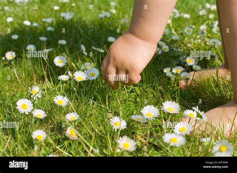 A child picking daisies Stock Photo - Alamy