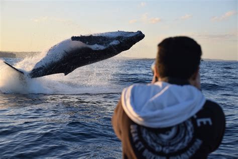 Whale Watching Photos | Ocean Extreme Gallery