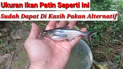 PAKAN ALTERNATIF IKAN PATIN AGAR CEPAT BESAR YouTube