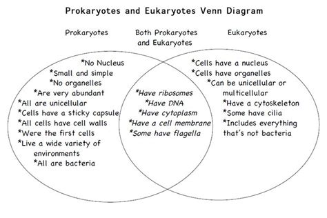 Eukaryotes Vs Prokaryotes Venn Diagram