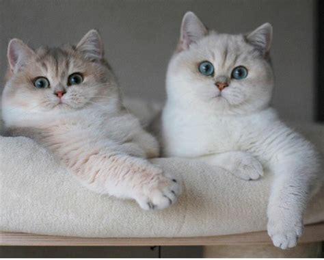 12 Gambar Koleksi Bintang Comel Dan Cute