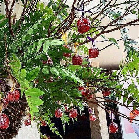 Arvore De Maçã Do Amor - Árvore de Maçã do Amor para Decorar Festas
