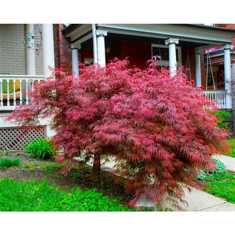 Dwarf Japanese Maple Tree Care 