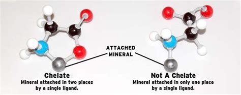 Chelated minerals performance compared to non-chelated?