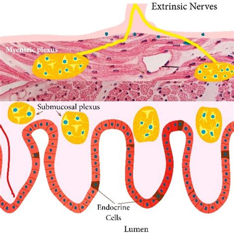 Schematic Illustration Of The Gut Endocrine Cells The Endocrine Cells