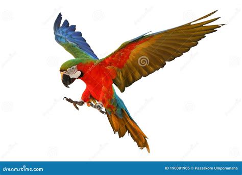 Colorful Flying Parrot Isolated On White Background Royalty Free Stock