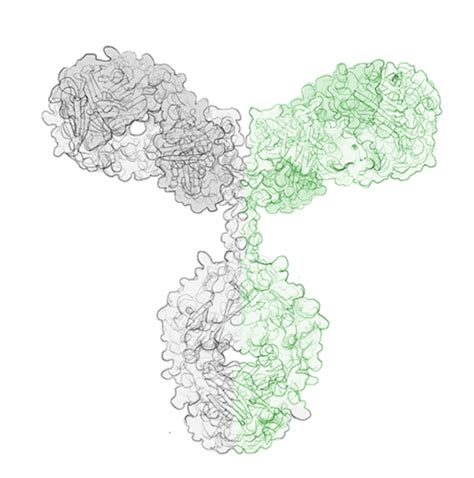 Bispecific Antibody Expression Service - evitria