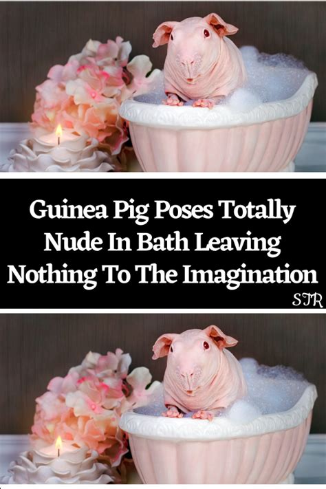 Guinea Pig Poses Totally Nude In Bath Leaving Nothing To The Imagination Artofit