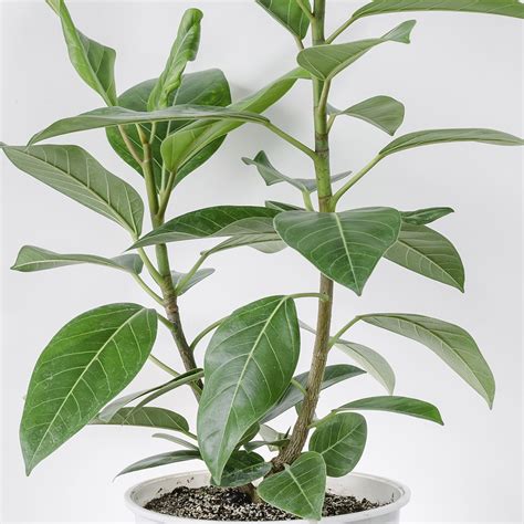 Ficus Altissima Plantas Y Deco