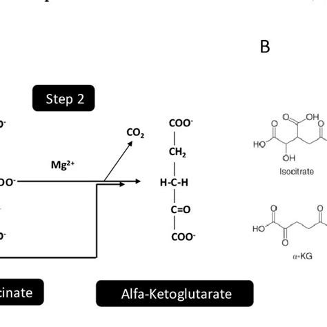 Domain Map Structure Of Isocitrate Dehydrogenase Idh Enzymes Idh1