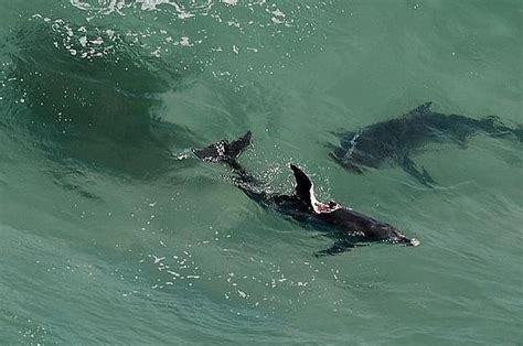 Great White Shark Eating Dolphin